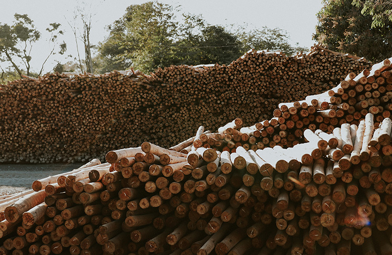 pilha de eucalipto tratado em Maracanaú