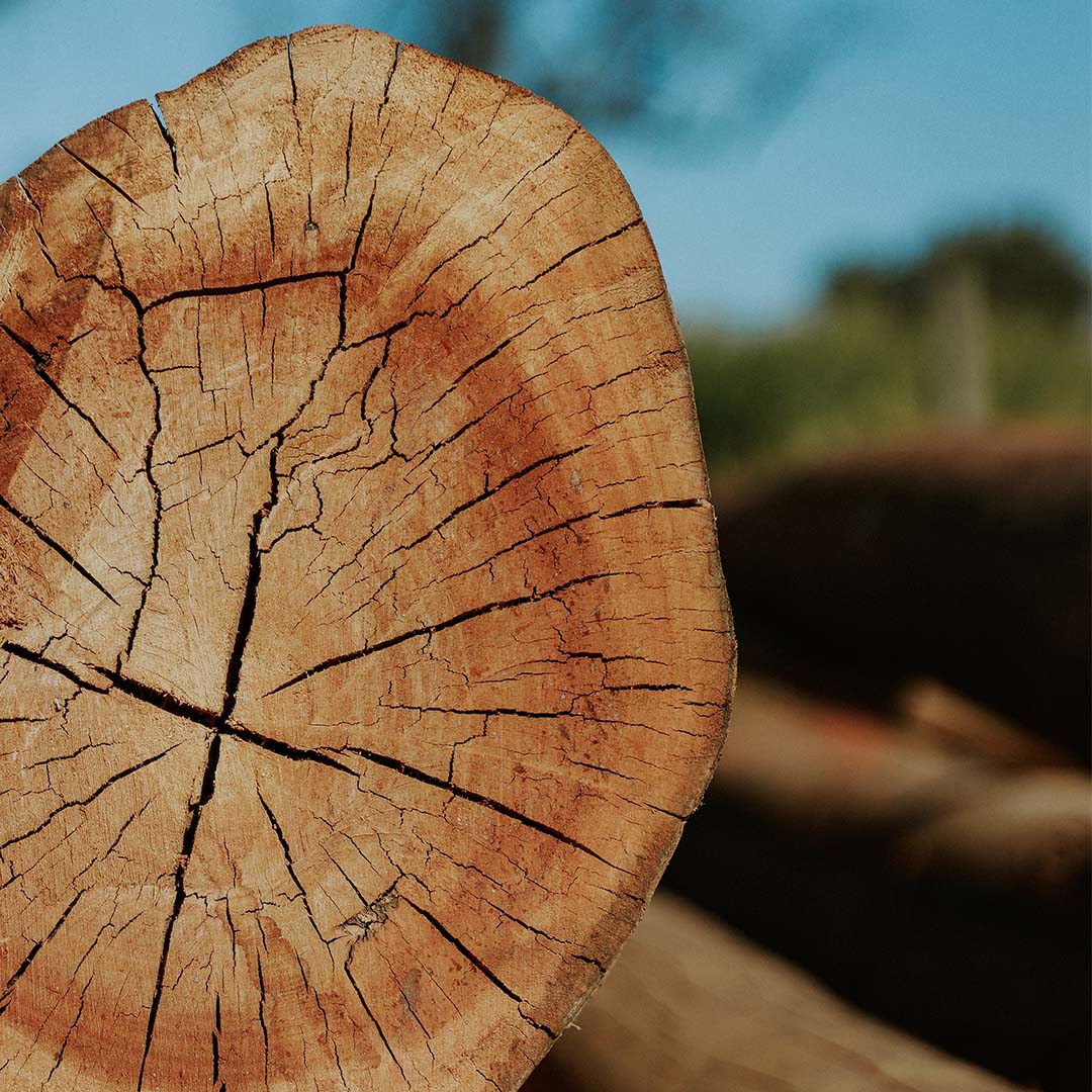 Eucalipto Tratado-maracanaú