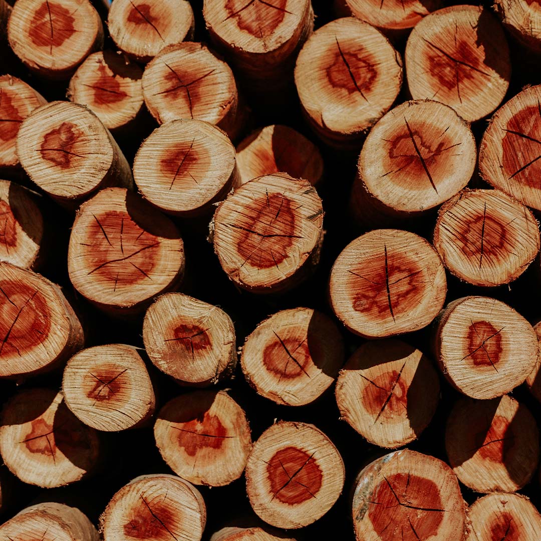 Eucalipto tratado em Maracanaú