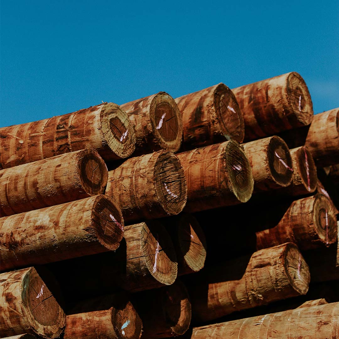 Eucalipto tratado em Maracanú